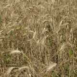 ...circondata da campi di grano, ma senza papaveri rossi